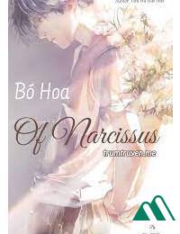 Bó Hoa Của Narcissus